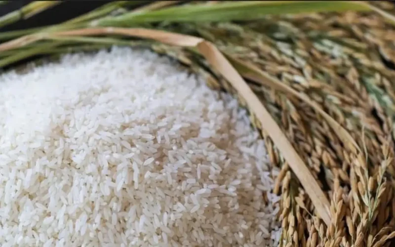 تغير طفيف بأسعار الأرز الخام وسط استقرار سوق الشتاء والربيع